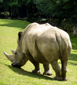 rhinoceros au zoo de beauval