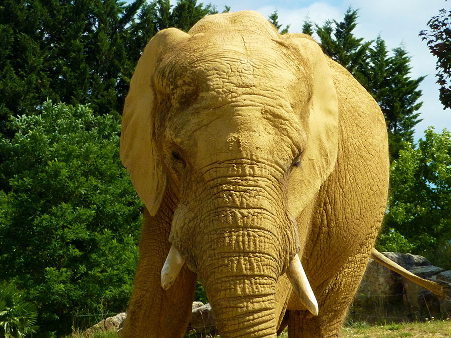 elephant au zoo de beauval
