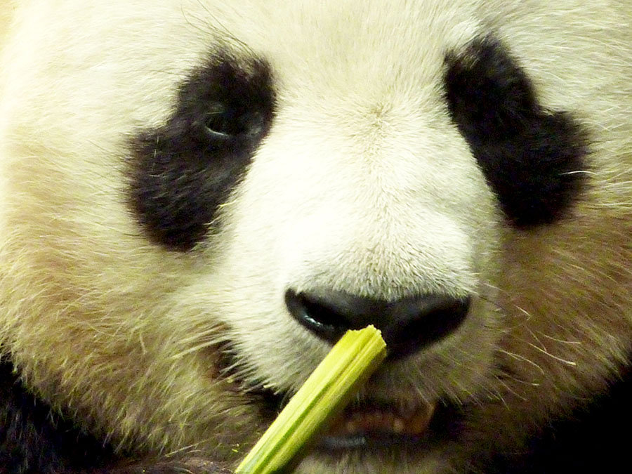 panda au zoo de beauval
