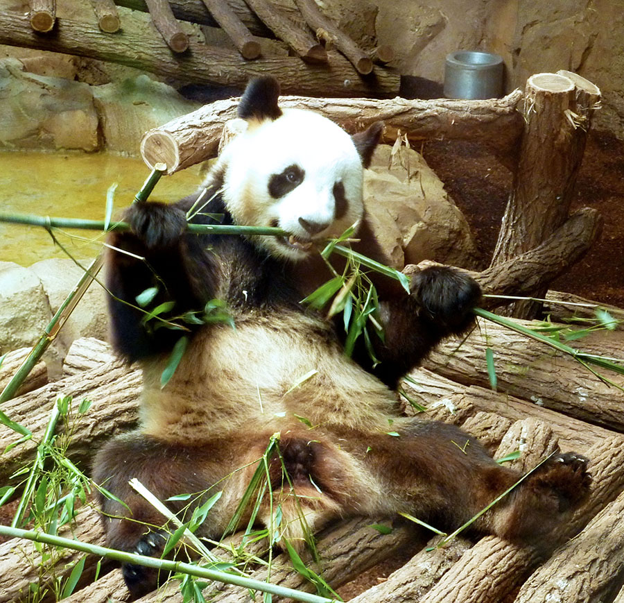 Panda et bambous au zoo de Beauval