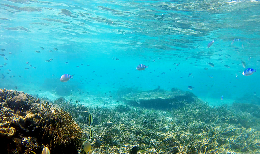 indonesie komodo kanawa snorkeling corail poissons