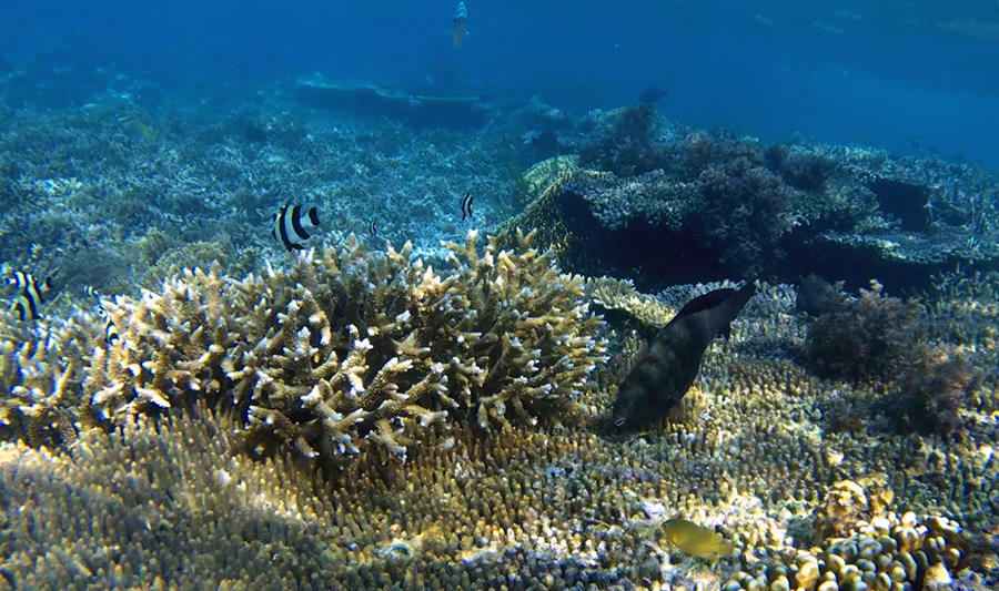 indonesie komodo kanawa snorkeling corail poissons
