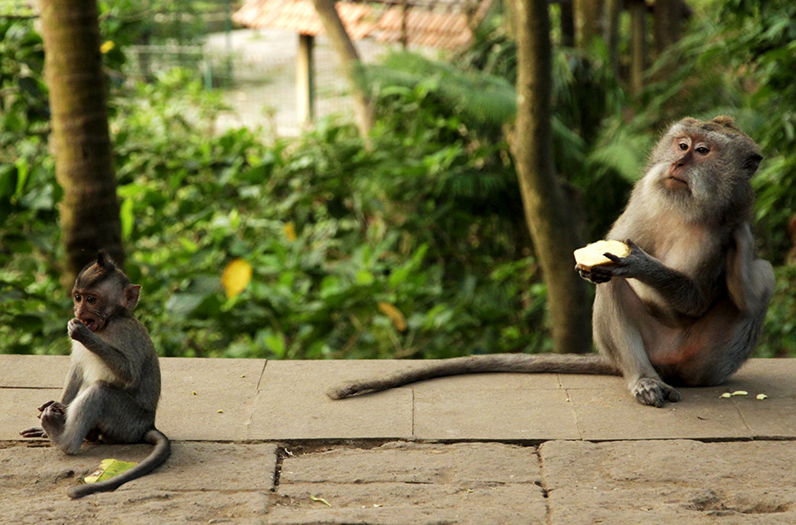 indonesie bali ubud monkey forest singe