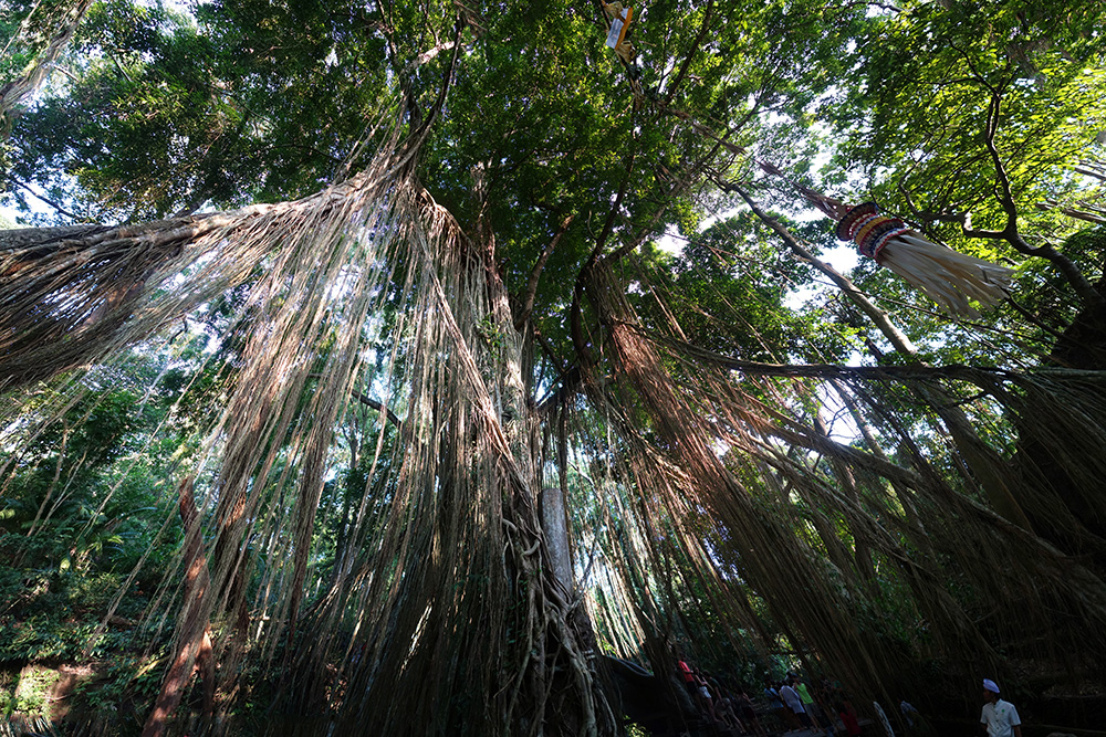indonesie bali ubud monkey forest arbre geant banian giant tree