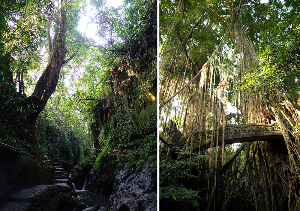 indonesie bali ubud monkey forest arbre geant banian giant tree jungle