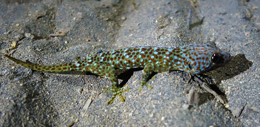 indonesie gili air night gecko