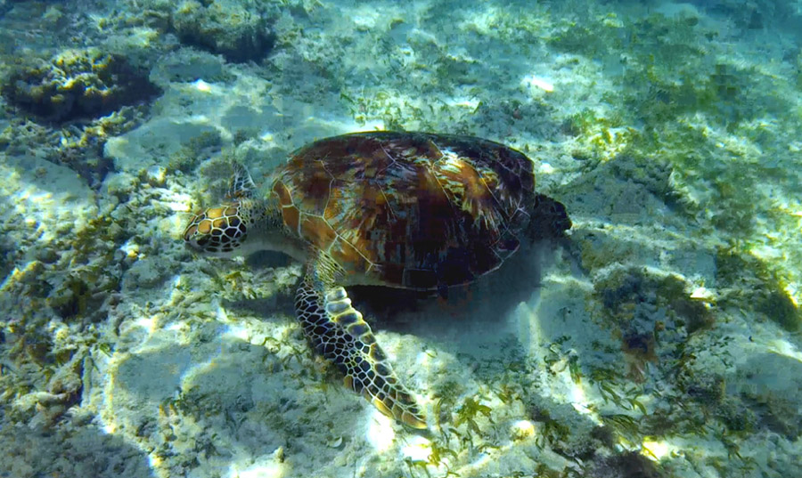 indonesie gili air snorkeling tour turtle tortue