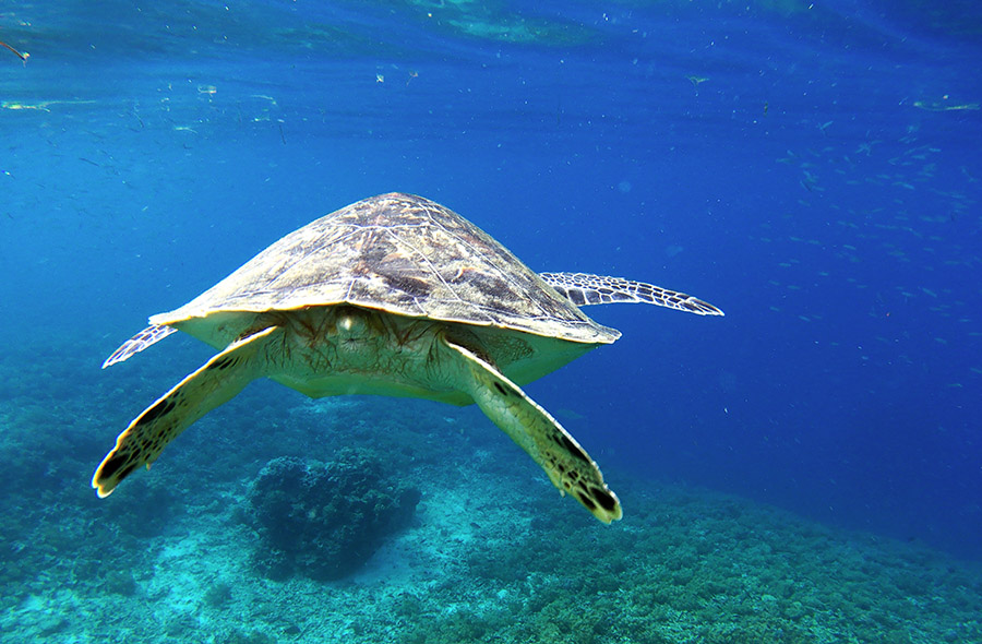 indonesie gili air snorkeling tour turtle tortue