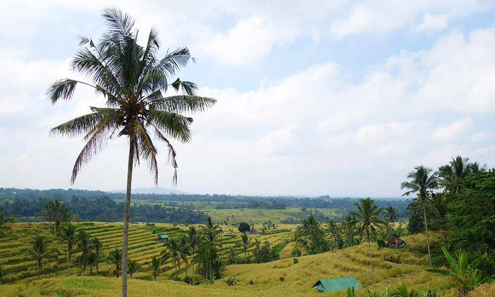 indonesie bali jatiluwih riziere rice field