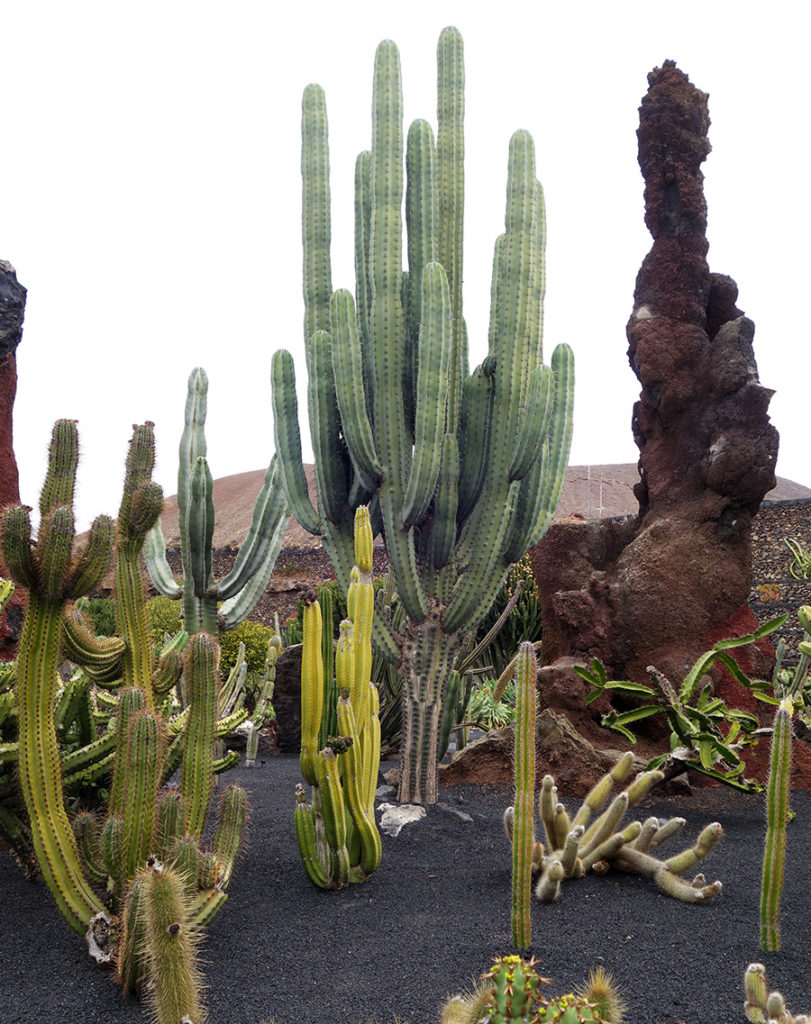 canaries lanzarote jardin cactus