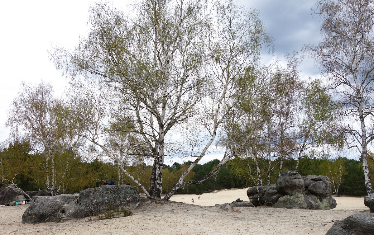 Massif des Trois Pignons, entre rochers et désert de sable, dans la forêt de Fontainebleau