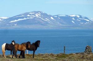 islande chevaux mer